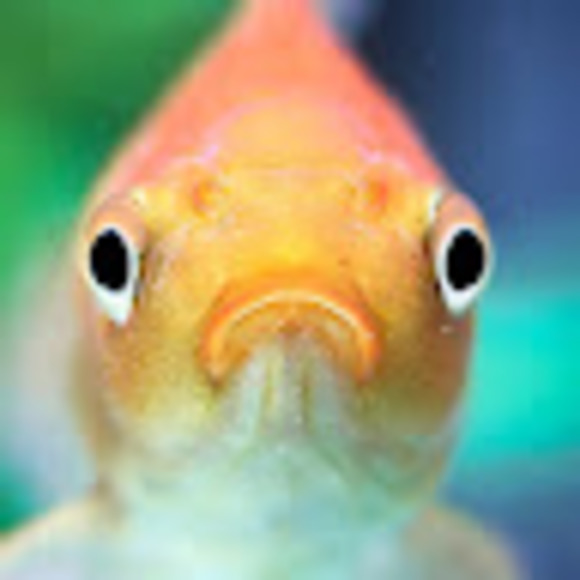 Meet your Posher, Abigail - Picture 1 of 1